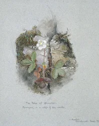 Planta de fresa silvestre, 5 - 6 de junio de 1873